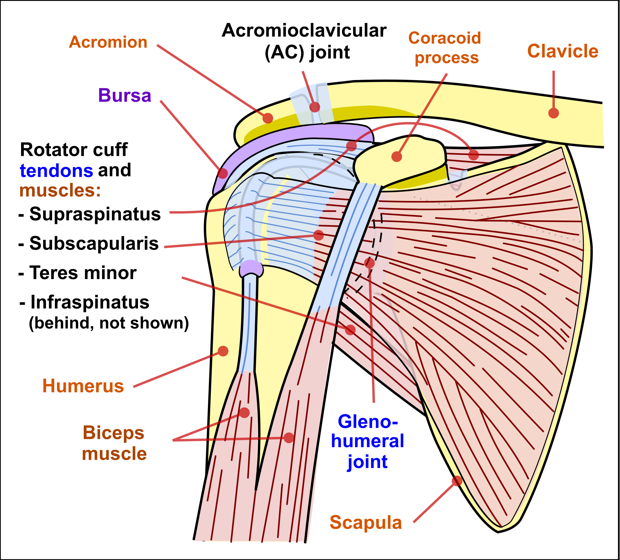 deltoid muscle diagram